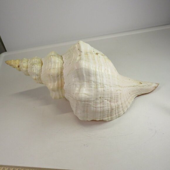 Real Sea Shell 15" long Horse Conch cream & peach coloring Coastal - Picture 5 of 15